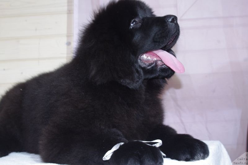 Фото: ньюфаундленд May Frend N'yufi Littl Lav (Май Френд Ньюфи Литтл Лав)