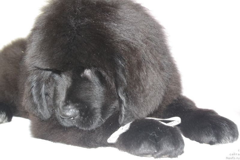 Фото: ньюфаундленд May Frend N'yufi Littl Lav (Май Френд Ньюфи Литтл Лав)