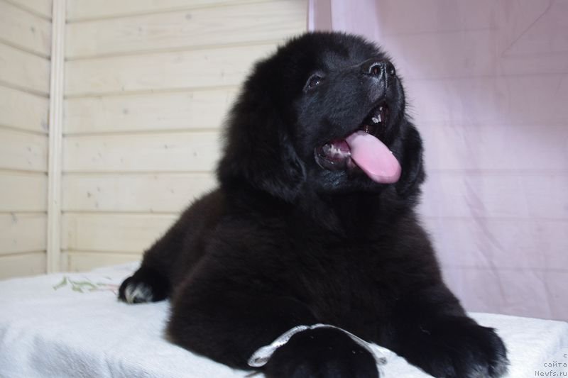 Фото: ньюфаундленд May Frend N'yufi Littl Lav (Май Френд Ньюфи Литтл Лав)