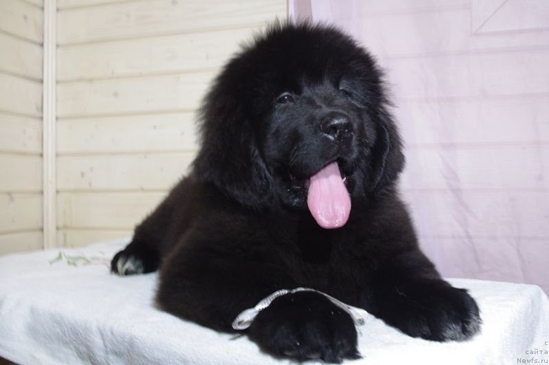 Фото: ньюфаундленд May Frend N'yufi Littl Lav (Май Френд Ньюфи Литтл Лав)