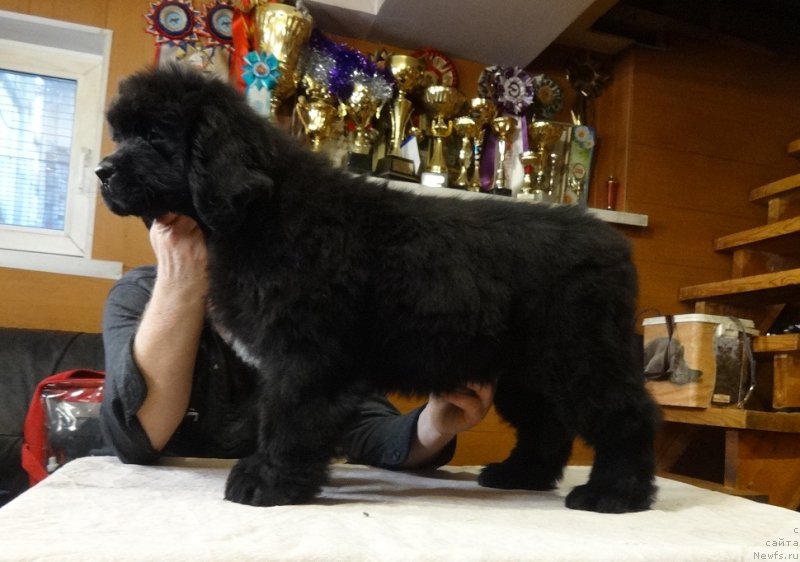 Фото: ньюфаундленд Njufort iz Peni Morskoy Afrodita (Ньюфорт из Пены Морской Афродита)