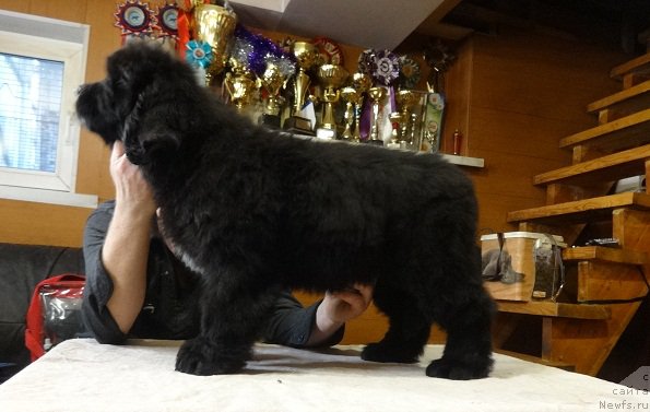 Фото: ньюфаундленд Njufort iz Peni Morskoy Afrodita (Ньюфорт из Пены Морской Афродита)