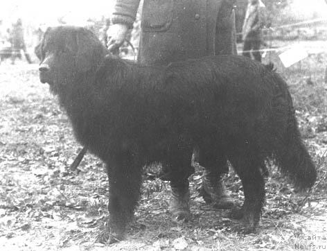 Фото: ньюфаундленд Djey Gerona Terra Nova (Джей Герона Терра Нова)