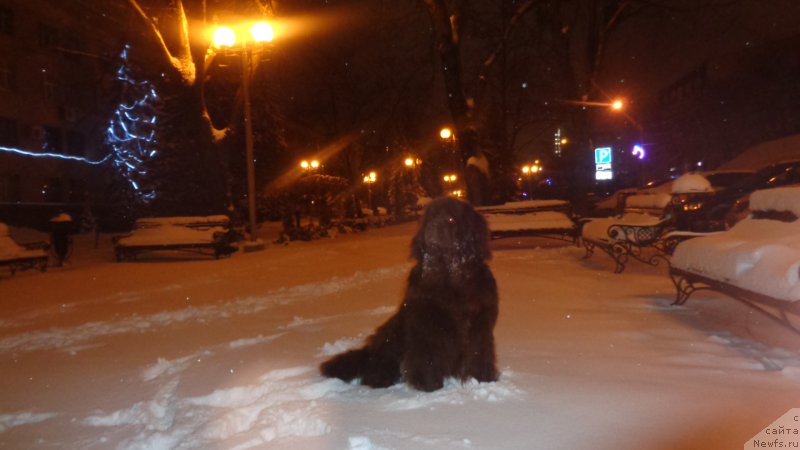 Фото: ньюфаундленд Hohotushka s Berega Dona (Хохотушка с Берега Дона)