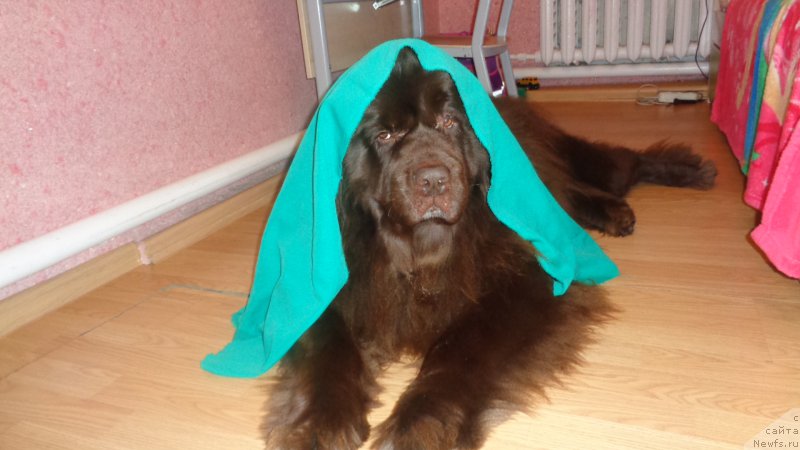 Фото: ньюфаундленд Hohotushka s Berega Dona (Хохотушка с Берега Дона)