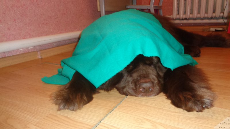 Фото: ньюфаундленд Hohotushka s Berega Dona (Хохотушка с Берега Дона)