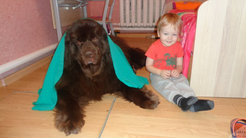 Фото: ньюфаундленд Hohotushka s Berega Dona (Хохотушка с Берега Дона)