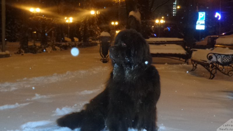 Фото: ньюфаундленд Hohotushka s Berega Dona (Хохотушка с Берега Дона)