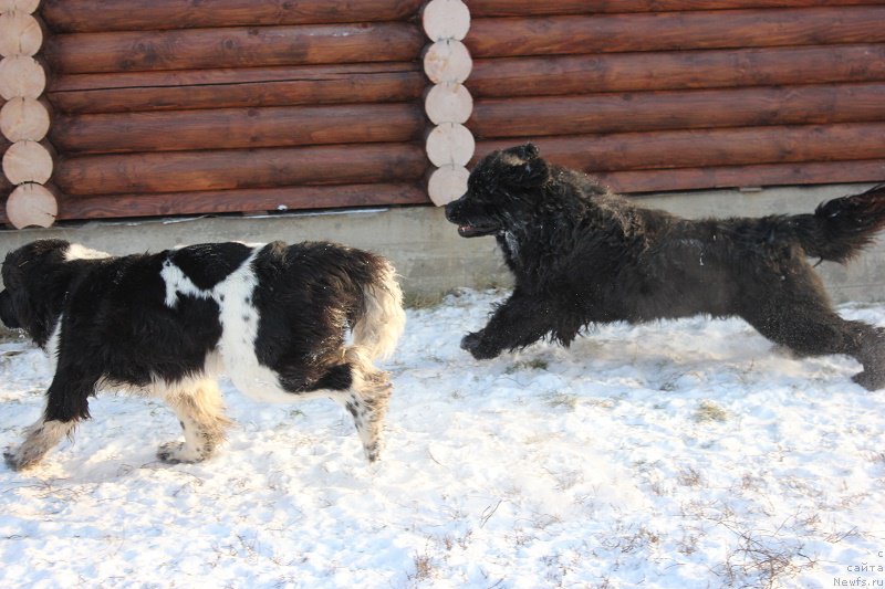 Фото: ньюфаундленд Toptyijka Siyanie ot Aysberga (Топтыжка Сияние от Айсберга)