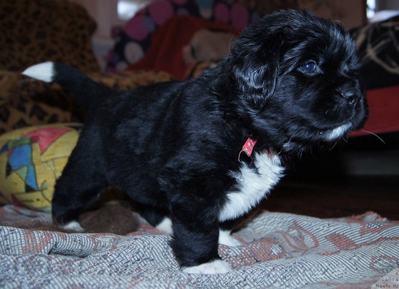 Фотография № 218414