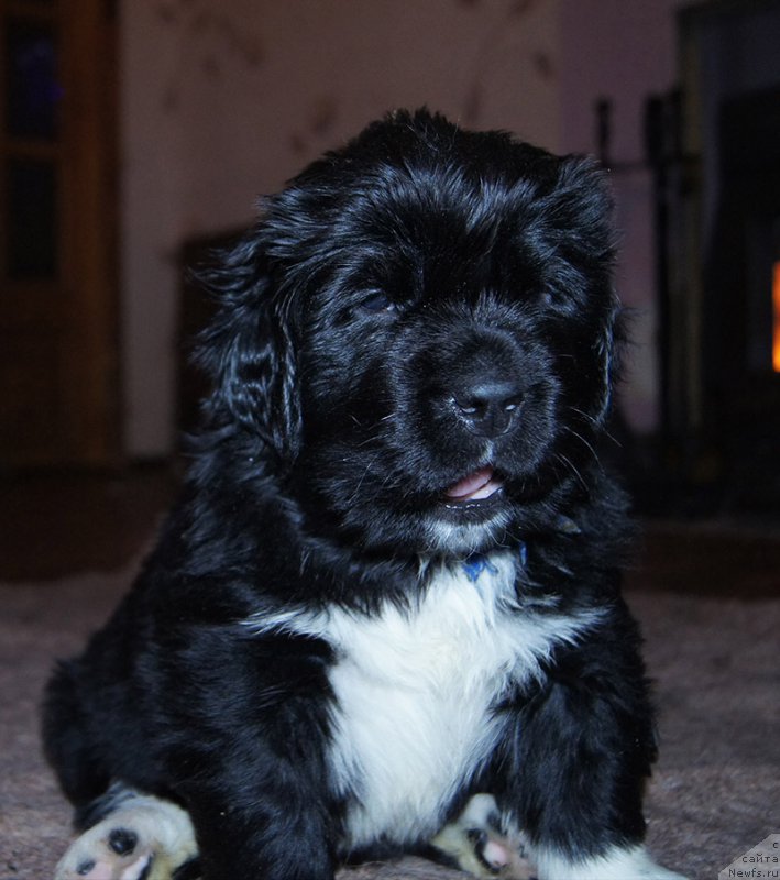 Фотография № 218415