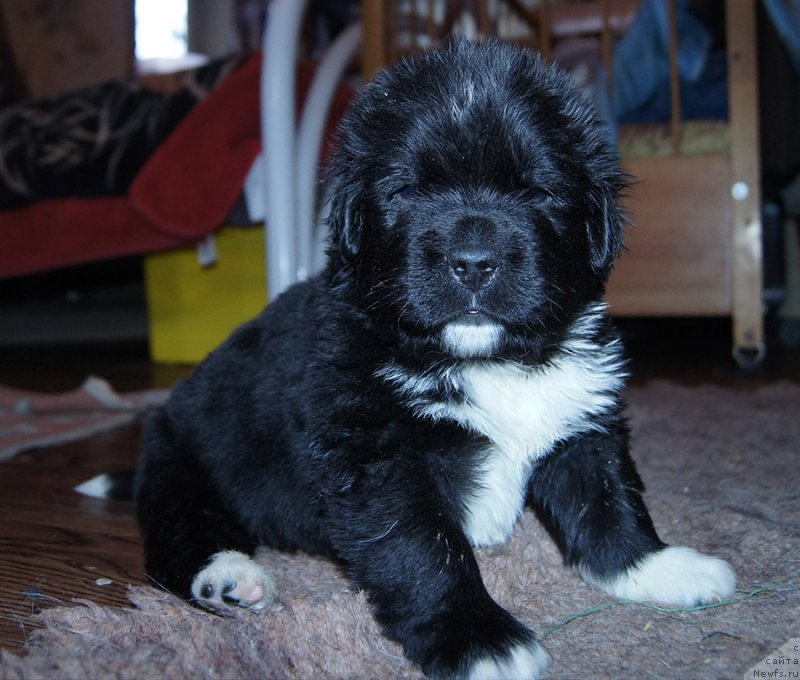 Фотография № 218416