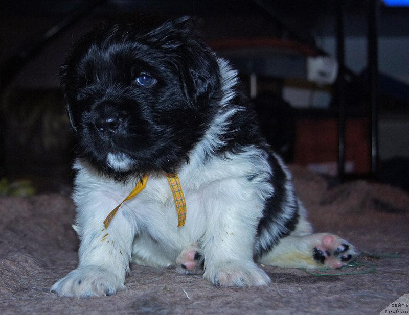 Фотография № 218417