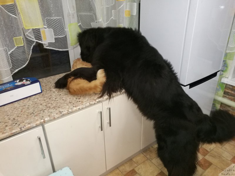 Фотография № 218418