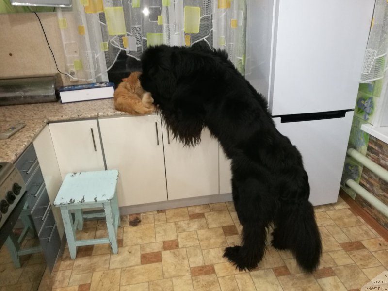 Фотография № 218420