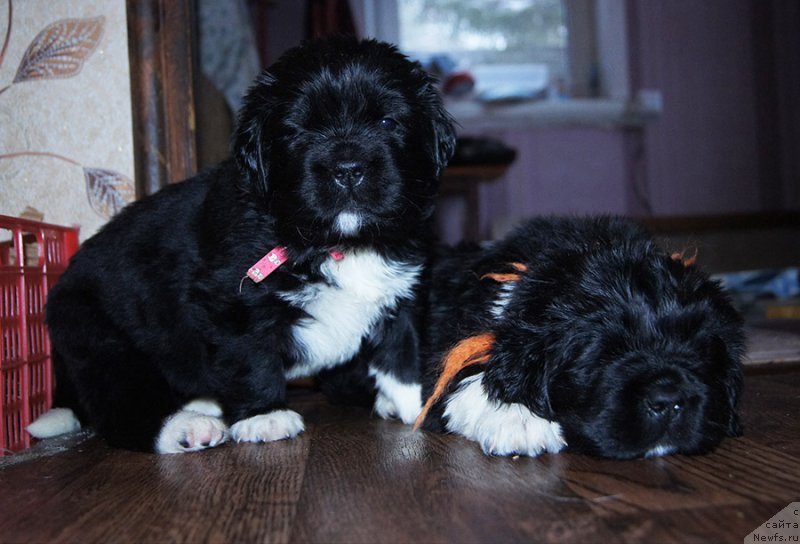 Фото: ньюфаундленд Super Bizon Teya (Супер Бизон Тея), ньюфаундленд Super Bizon Tomas (Супер Бизон Томас)