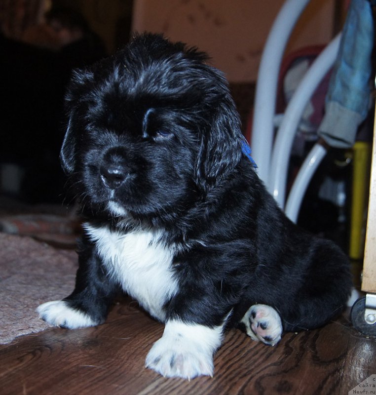 Фотография № 218422