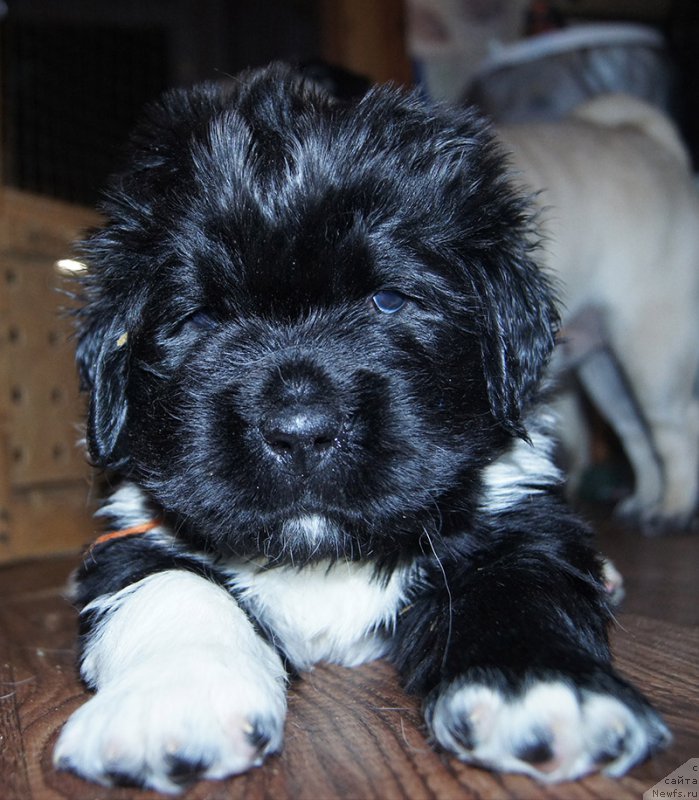 Фотография № 218424