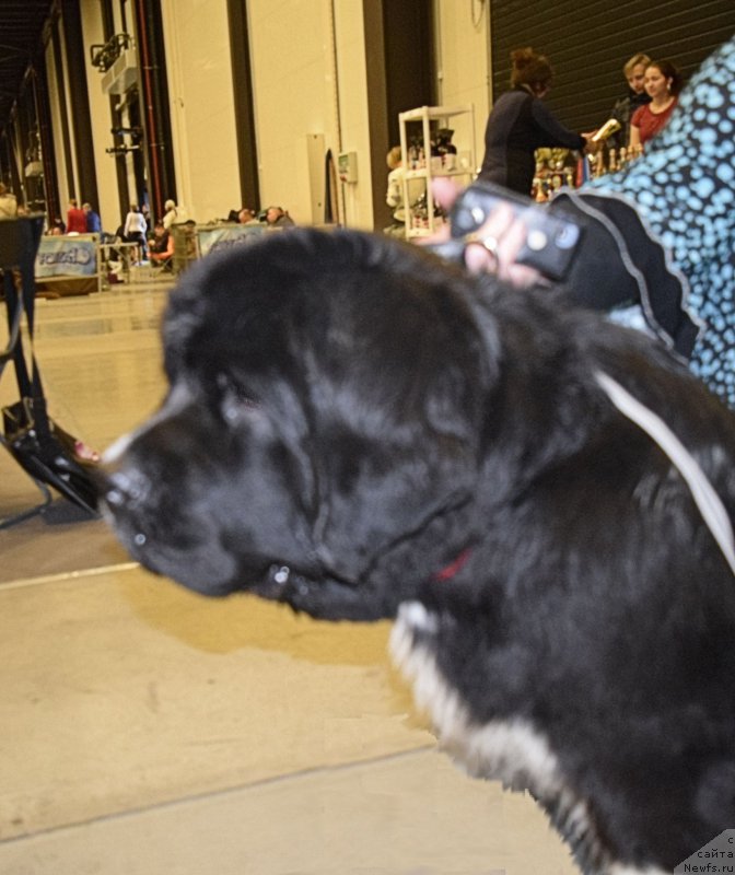 Фото: ньюфаундленд Aquatoriya Kelvin Domino (Акватория Келвин Домино)