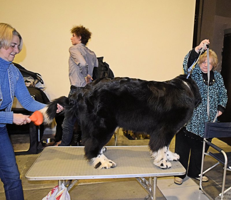 Фото: ньюфаундленд Aquatoriya Kelvin Domino (Акватория Келвин Домино)