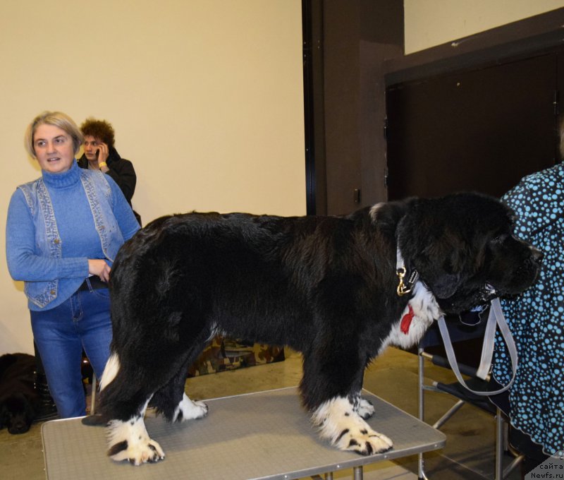 Фото: ньюфаундленд Aquatoriya Kelvin Domino (Акватория Келвин Домино)