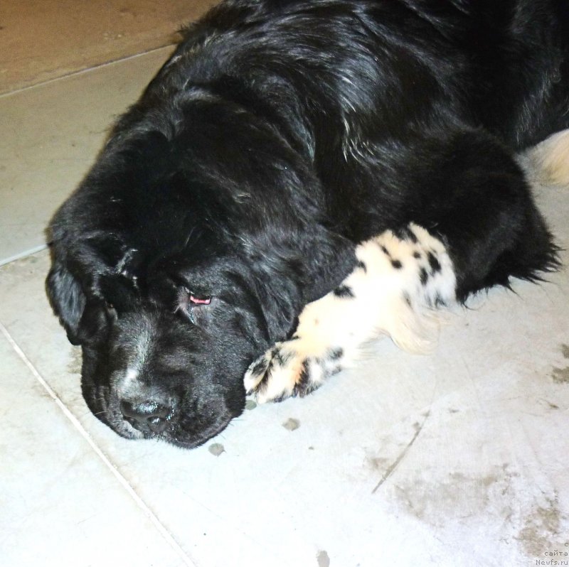 Фото: ньюфаундленд Aquatoriya Kelvin Domino (Акватория Келвин Домино)