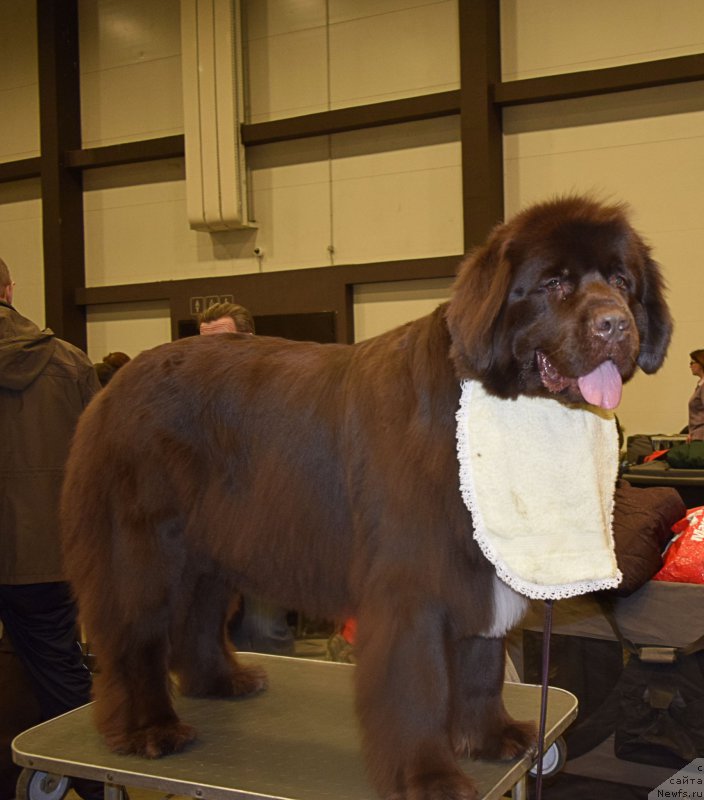 Фото: ньюфаундленд Aquatoriya Kelvin Heather Honey (Акватория Келвин Хизер Хани)