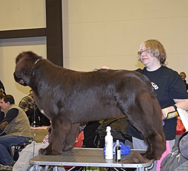 Фото: ньюфаундленд Aquatoriya Kelvin Heather Honey (Акватория Келвин Хизер Хани)