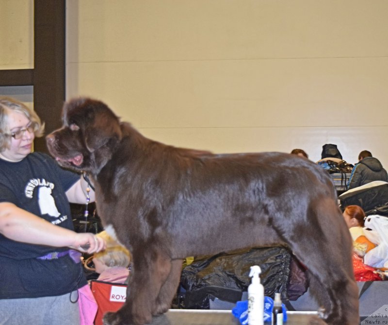 Фото: ньюфаундленд Aquatoriya Kelvin Heather Honey (Акватория Келвин Хизер Хани)