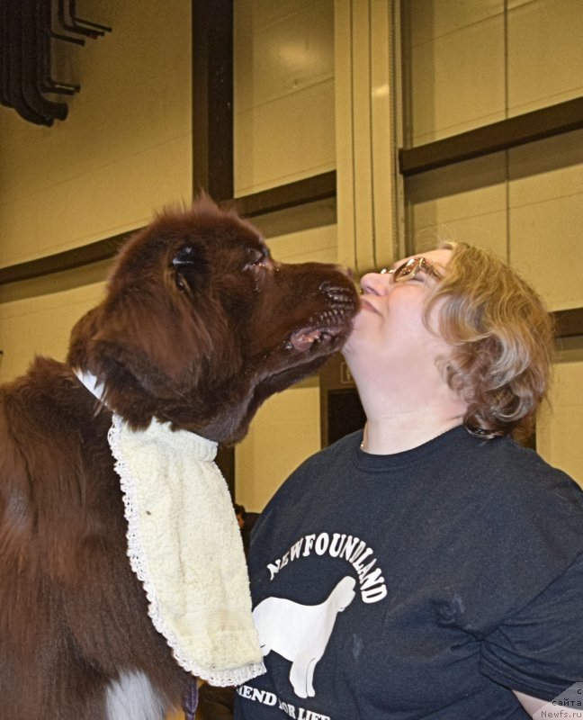 Фото: ньюфаундленд Aquatoriya Kelvin Heather Honey (Акватория Келвин Хизер Хани), Ekaterina Benken (Екатерина Бенкен)