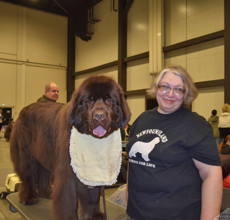 Фото: ньюфаундленд Aquatoriya Kelvin Heather Honey (Акватория Келвин Хизер Хани), Ekaterina Benken (Екатерина Бенкен)