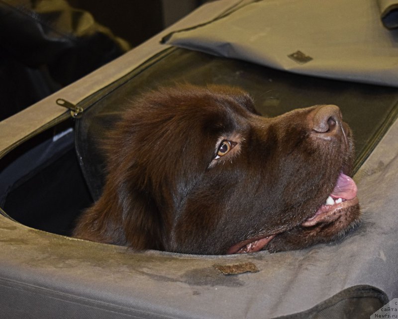 Фото: ньюфаундленд Funnewf Arktika (Фанньюф Арктика)