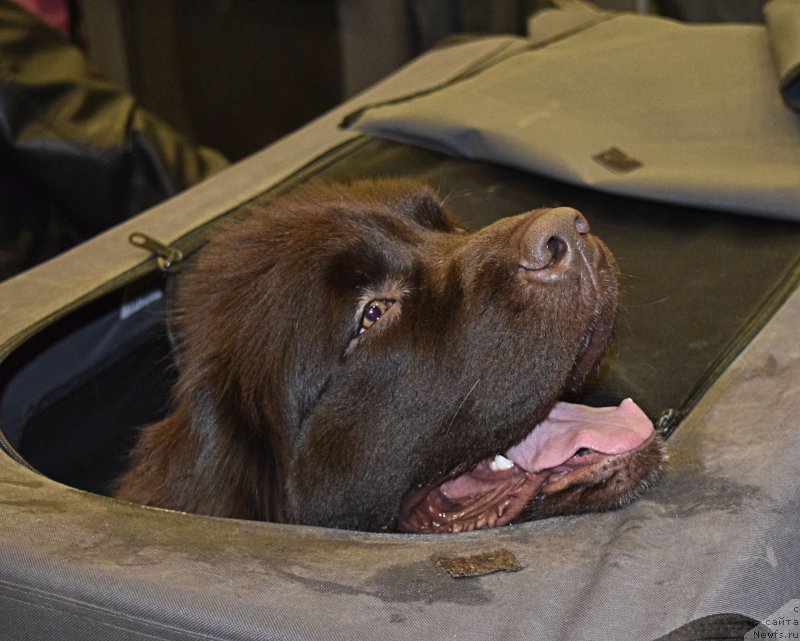 Фото: ньюфаундленд Funnewf Arktika (Фанньюф Арктика)