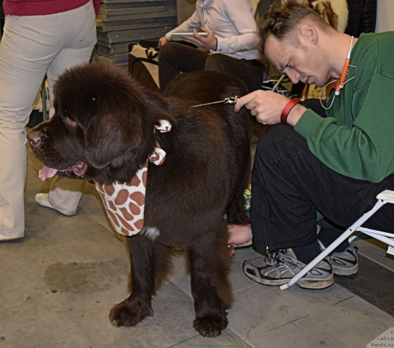 Фото: ньюфаундленд Funnewf Atlantika (Фанньюф Атлантика)