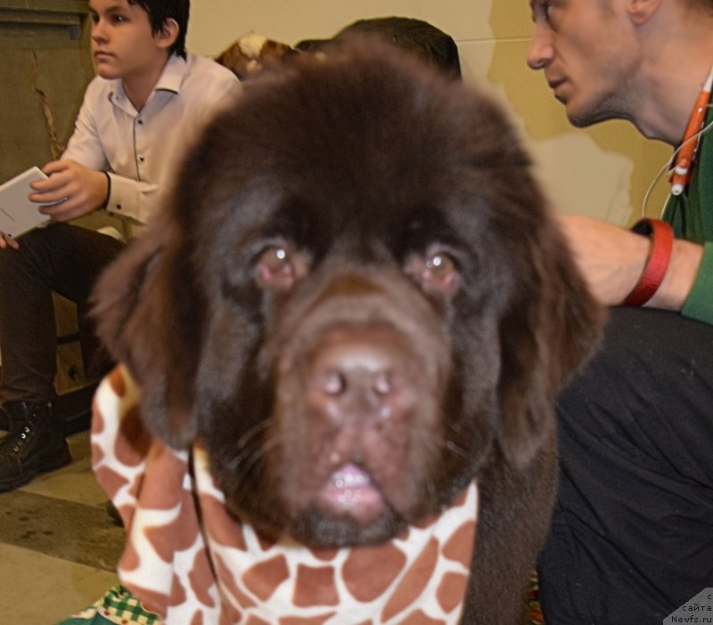 Фото: ньюфаундленд Funnewf Atlantika (Фанньюф Атлантика)