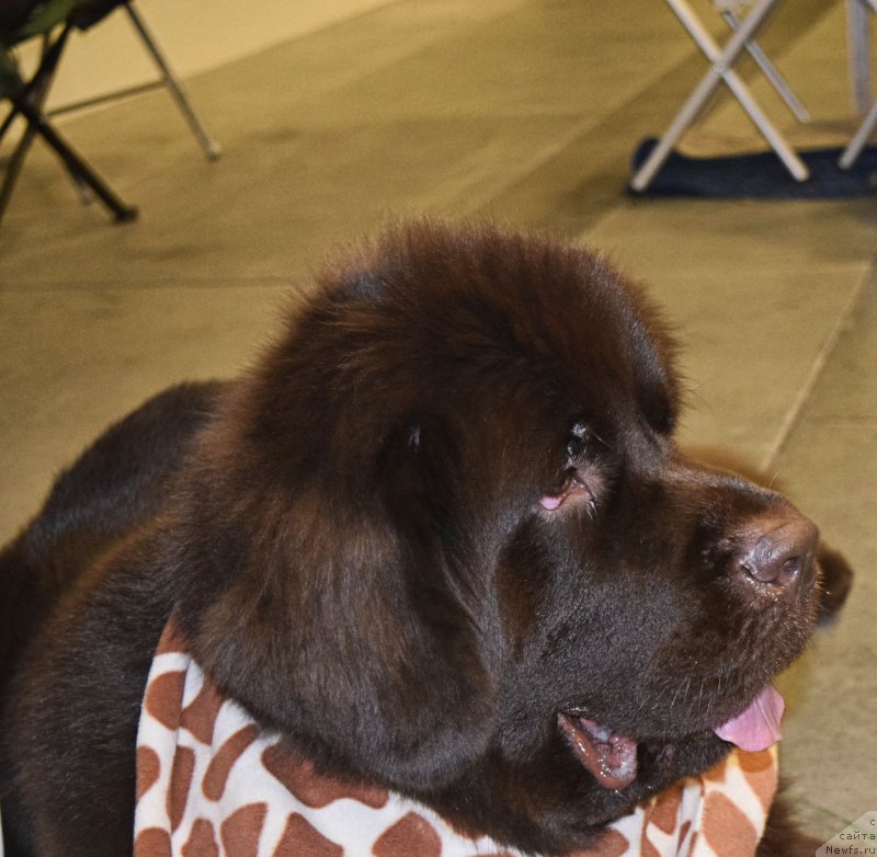 Фото: ньюфаундленд Funnewf Atlantika (Фанньюф Атлантика)