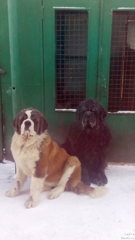 Фото: ньюфаундленд Sent Djons Zaura (Сент Джонс Заура)