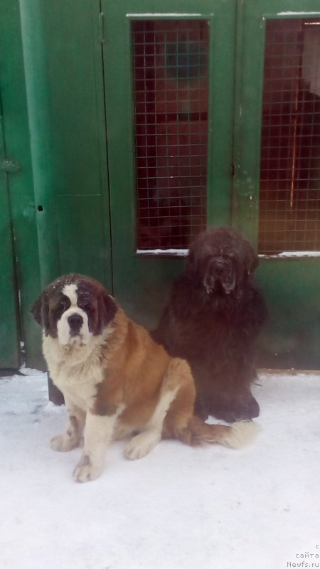 Фото: ньюфаундленд Sent Djons Zaura (Сент Джонс Заура)