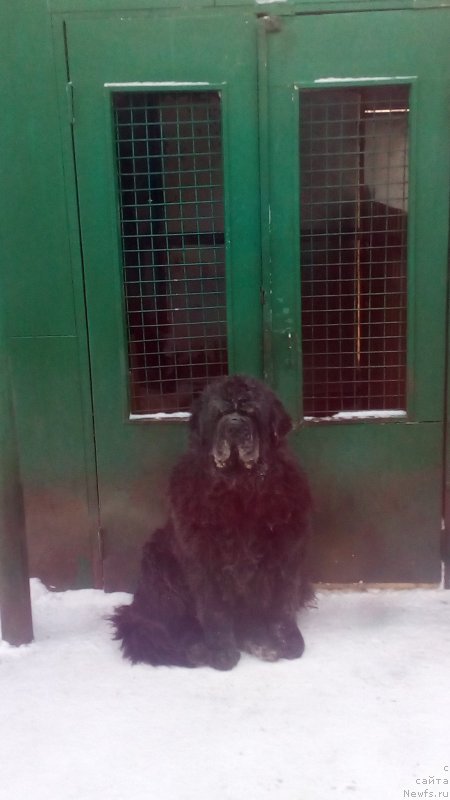 Фото: ньюфаундленд Sent Djons Zaura (Сент Джонс Заура)