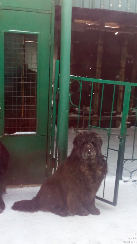 Фото: ньюфаундленд Braunblad MSK Betani YEys (Браунблад МСК Бетани Эйс)