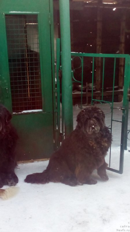 Фото: ньюфаундленд Braunblad MSK Betani YEys (Браунблад МСК Бетани Эйс)