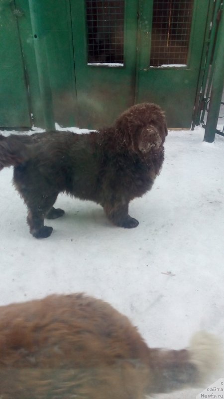 Фото: ньюфаундленд Braunblad MSK Betani YEys (Браунблад МСК Бетани Эйс)