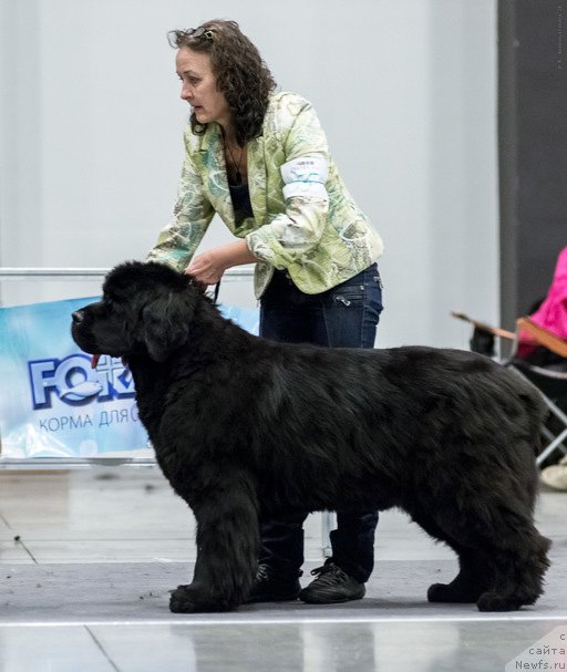 Фото: ньюфаундленд Beguschaya po Volnam Vsya Takaya Rastakaya (Бегущая по Волнам Вся Такая Растакая)