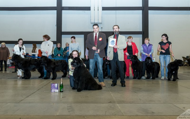 Фото: ньюфаундленд Beguschaya po Volnam Vsya Takaya Rastakaya (Бегущая по Волнам Вся Такая Растакая)