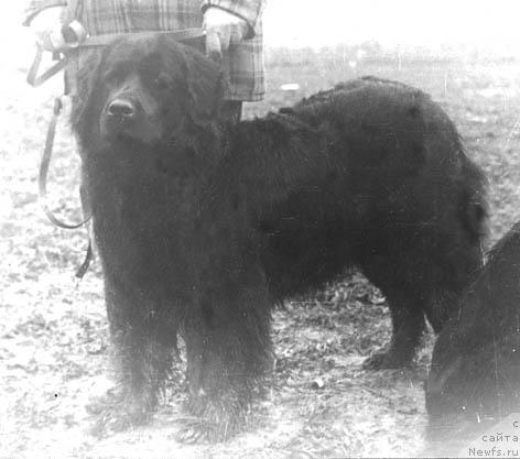 Фото: ньюфаундленд Zlata Fon Batal' Bey (Злата Фон Баталь Бей)