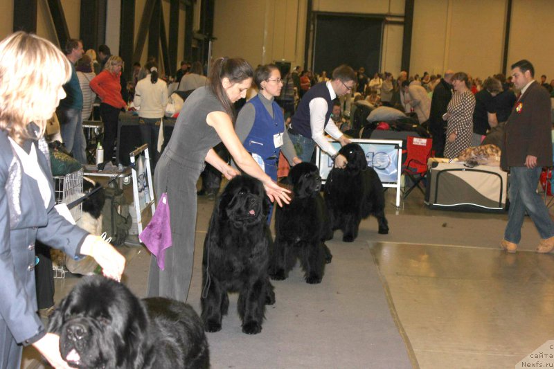 Фото: ньюфаундленд Jonathan Poursmigar iz Volotova, ньюфаундленд Joyeux Rodger iz Volotova, ньюфаундленд Smigar Tango in the Night (Смигар Танго ин зе Найт), ньюфаундленд Ursinus Velutus Touch Of Magic