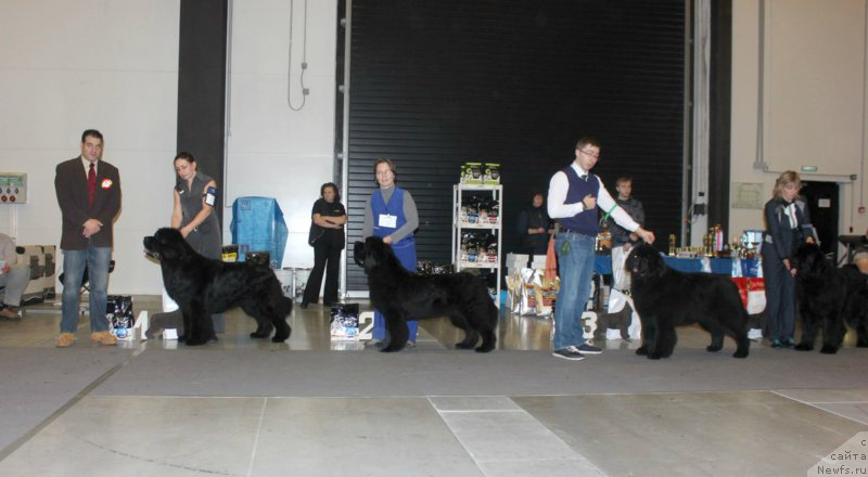 Фото: ньюфаундленд Joyeux Rodger iz Volotova, ньюфаундленд Smigar Tango in the Night (Смигар Танго ин зе Найт), ньюфаундленд Ursinus Velutus Touch Of Magic, ньюфаундленд Jonathan Poursmigar iz Volotova