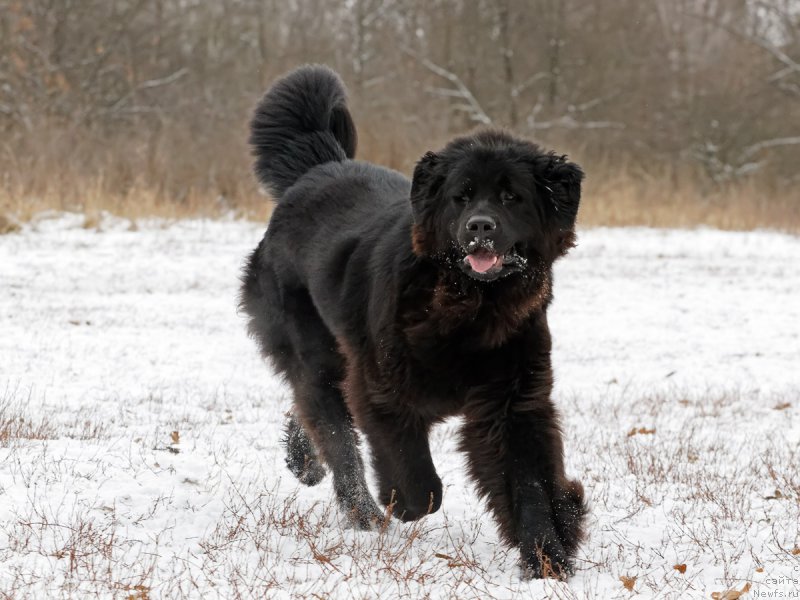 Фото: ньюфаундленд Terra Viktoriya Blek Perl (Терра Виктория Блек Перл)