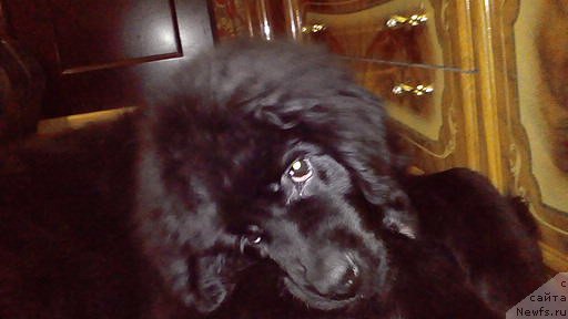 Фото: ньюфаундленд Remi Martin Lui is Antagrada (Реми Мартин Луи из Антаграда)