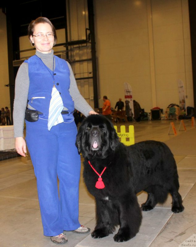 Фото: ньюфаундленд Smigar Tango in the Night (Смигар Танго ин зе Найт)